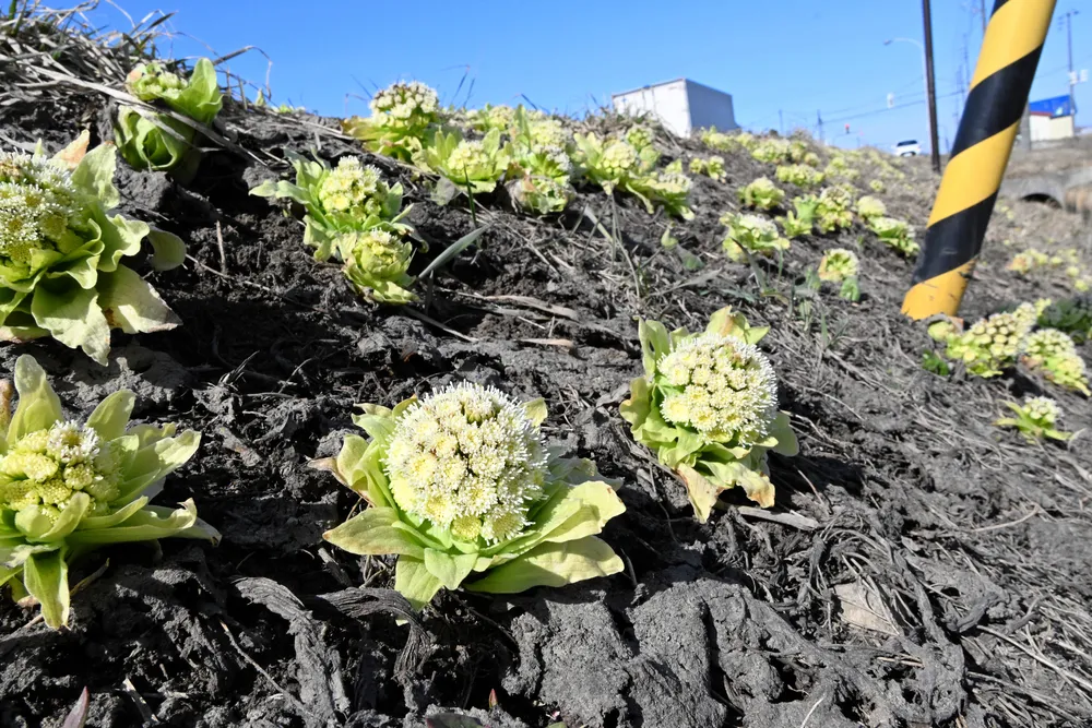 フキノトウ次々芽吹き 富良野地方で春の訪れ：北海道新聞デジタル