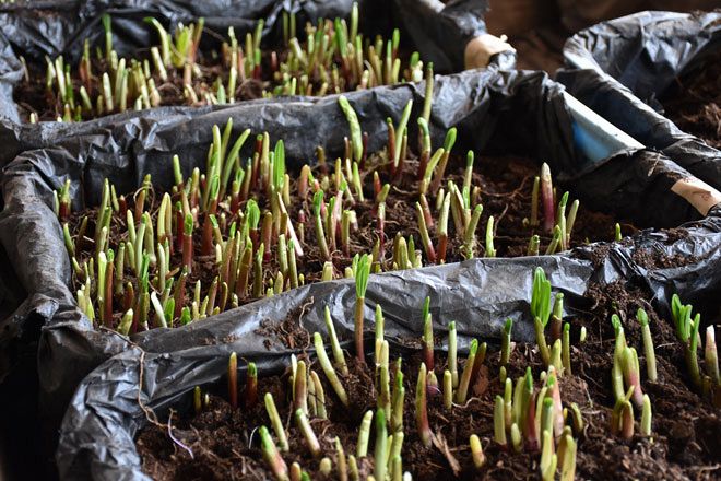 野菜北海道産行者にんにく大きな苗100本 冬から収穫可能！ - 野菜