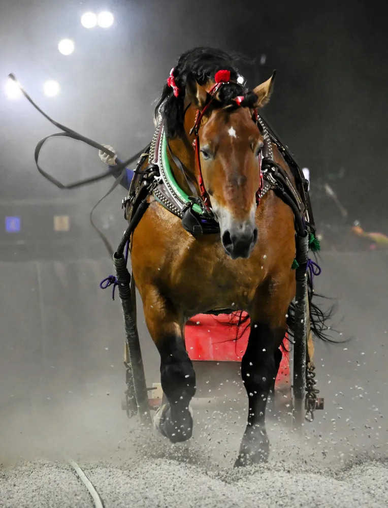 ハーモニーキングダム　馬 好調の波に乗るタカラキングダム 13日の岩見沢記念に出走＜ばんえい