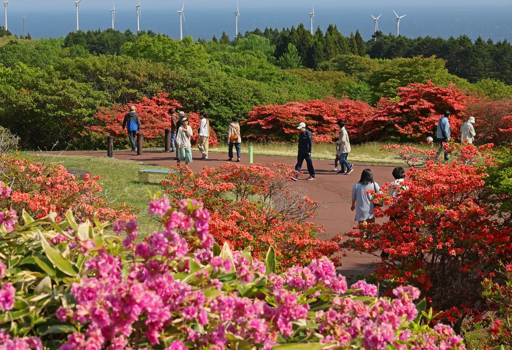 ツツジ見頃、公園染める 函館・恵山で31日まで「まつり」：北海道新聞