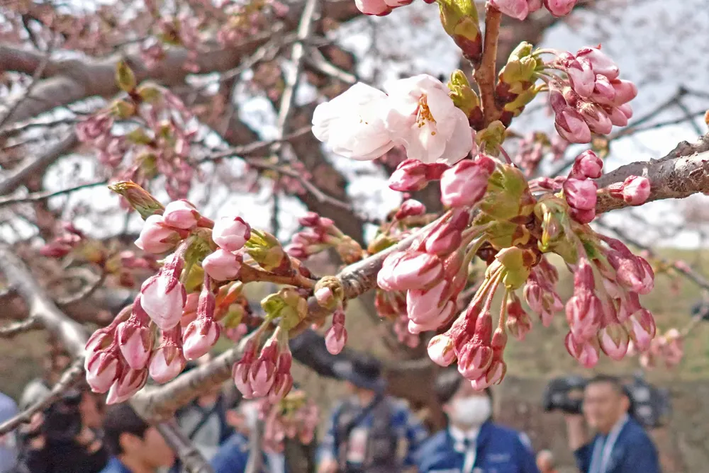 函館でサクラ開花　歴代2番目の早さ