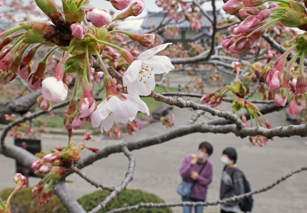 淡いピンク色の花を咲かせたソメイヨシノ＝１１日午後２時４５分、松前町の松前公園（藤井泰生撮影） 