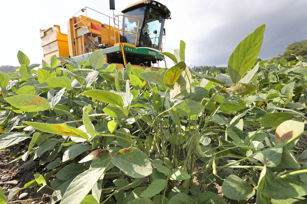好天恵まれ枝豆実入り良し 十勝で収穫たけなわ：北海道新聞デジタル