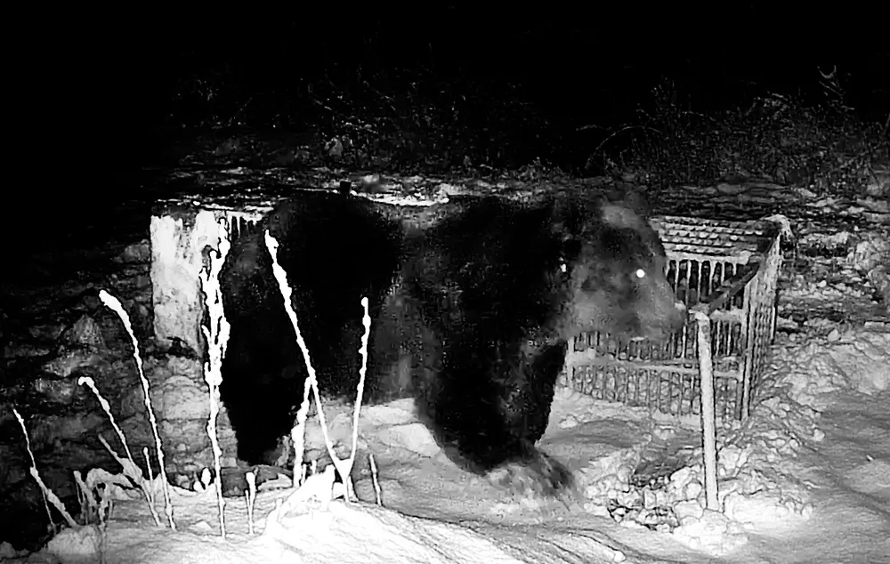 動画あり】巨大ヒグマ、重さ300キロの箱わな押し倒す 苫前 自動カメラ