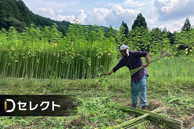 大麻でＣＯ２削減？三重県明和町がプロジェクト 北海道でも栽培広がる