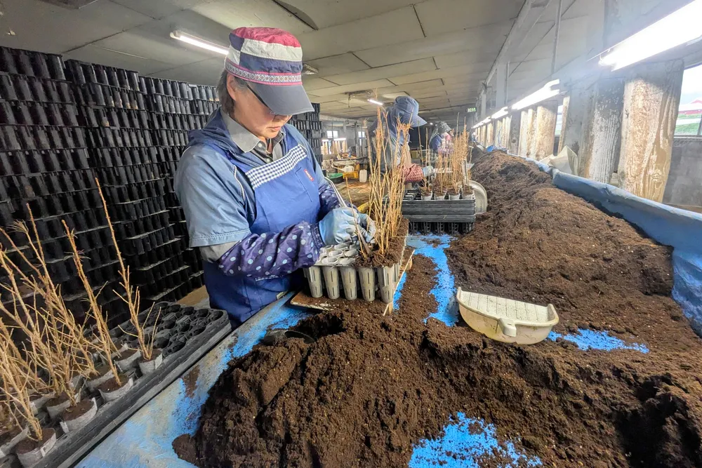 忍び寄る苗木危機 時給1250円でも人手不足 北海道林業の効率化は道半ば
