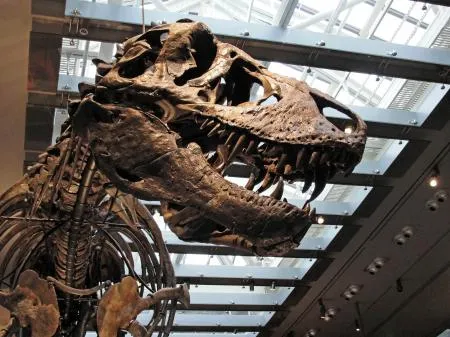 ティラノサウルスの体温は36度 歯の分析で推定、米チーム研究：北海道