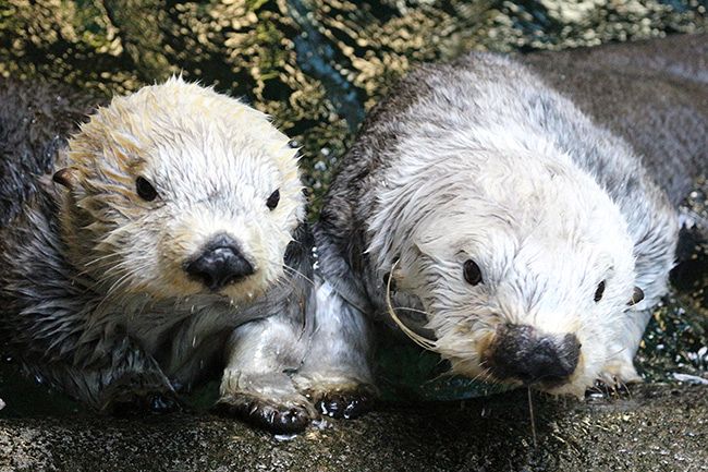 デジタル発＞全国の水族館からラッコが消える 赤ちゃん誕生、霧多布に