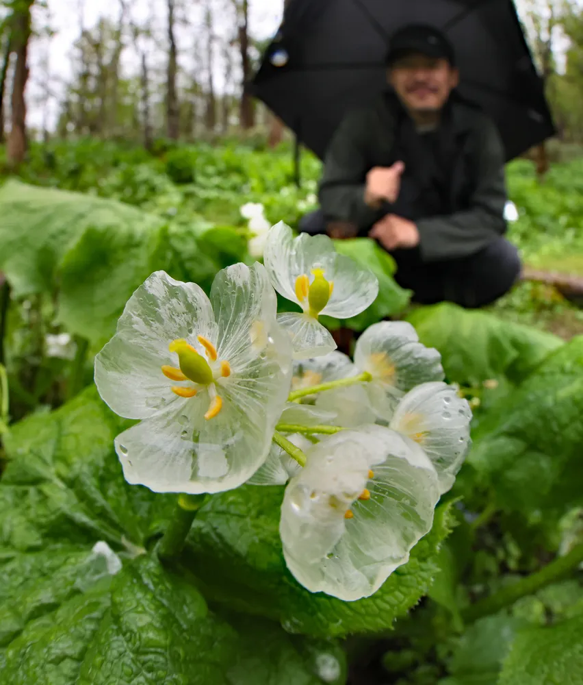 透明な花びら、雨で美しく 旭川・北邦野草園＜#ドウホクone_shot