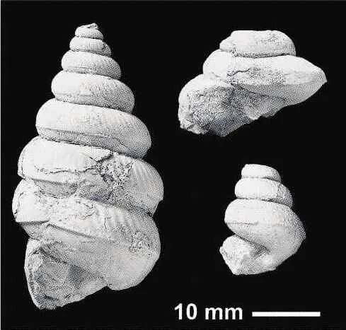 羽幌・苫前 数十年前発見の化石 アンモナイト 新属新種 都内研究員発表