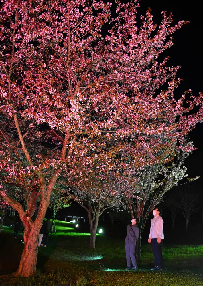 闇に浮かぶ薄桃色の夜桜 留萌・神居岩公園でライトアップ：北海道新聞