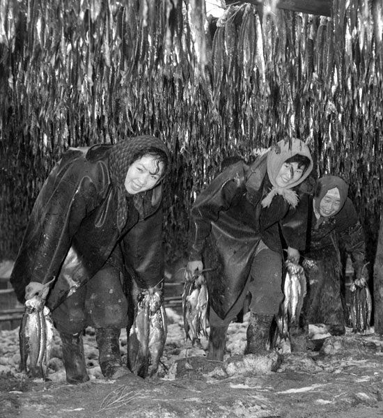 ニシン豊漁の浜㊤ 昭和20年代、今は見られない活気＜記憶の光景