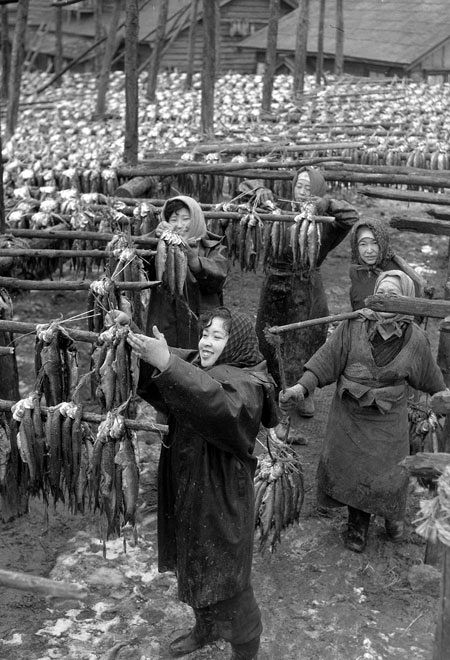 ニシン豊漁の浜㊤ 昭和20年代、今は見られない活気＜記憶の光景