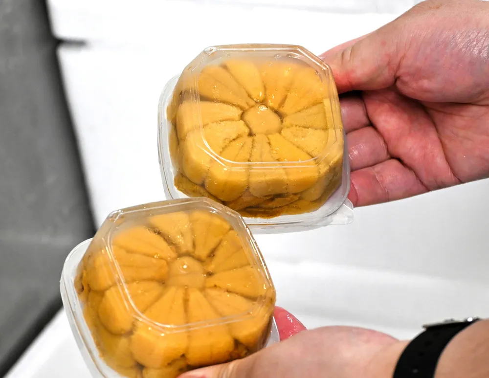生ウニ初入札、値上がりわずか 東しゃこたん漁協：北海道新聞デジタル