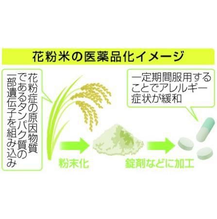 花粉症米」実用化を促進、政府 医薬品に活用、アレルギー緩和：北海道