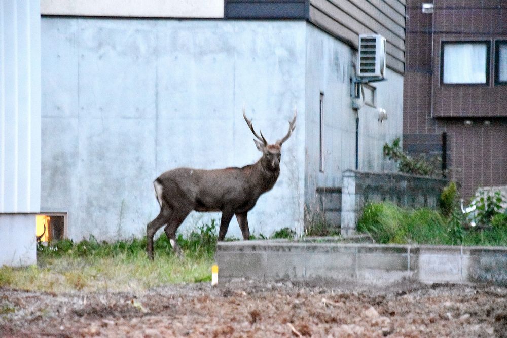 札幌・宮の森の住宅庭にシカ：北海道新聞デジタル