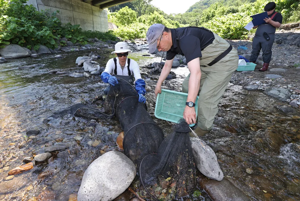 温暖化の脅威 カラフトマスが消えた＜岐路の知床 世界自然遺産登録から20年＞㊤：北海道新聞デジタル 