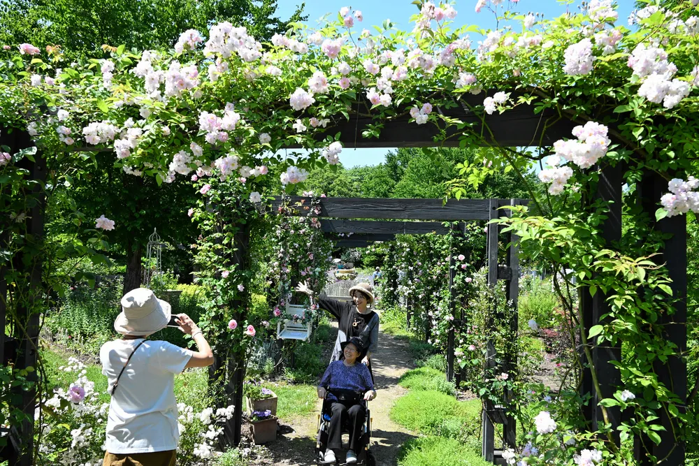 バラ園が見頃　咲き誇る3500株　7日まで無料開放　恵庭「えこりん村」