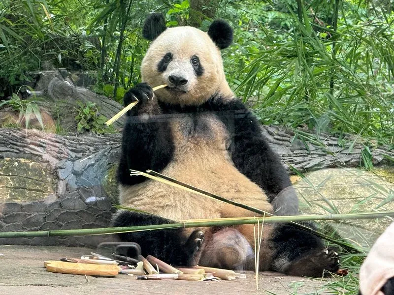 シャンシャンすくすく７歳：まなぶんデジタル by 北海道新聞