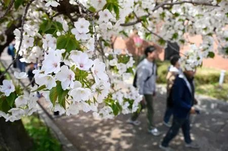 春のアーチ…大阪・造幣局で「桜の通り抜け」始まる - YouTube