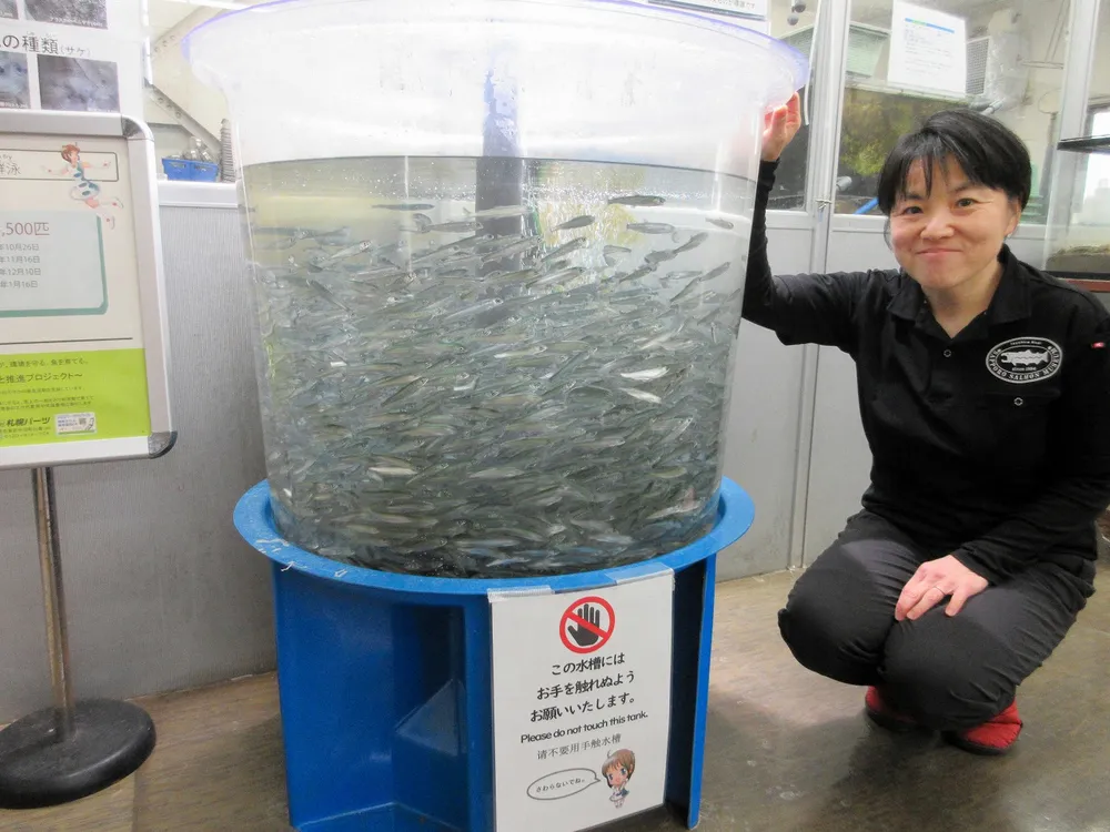 放流するサケ稚魚　科学館で成長観察～5月5日まで展示
