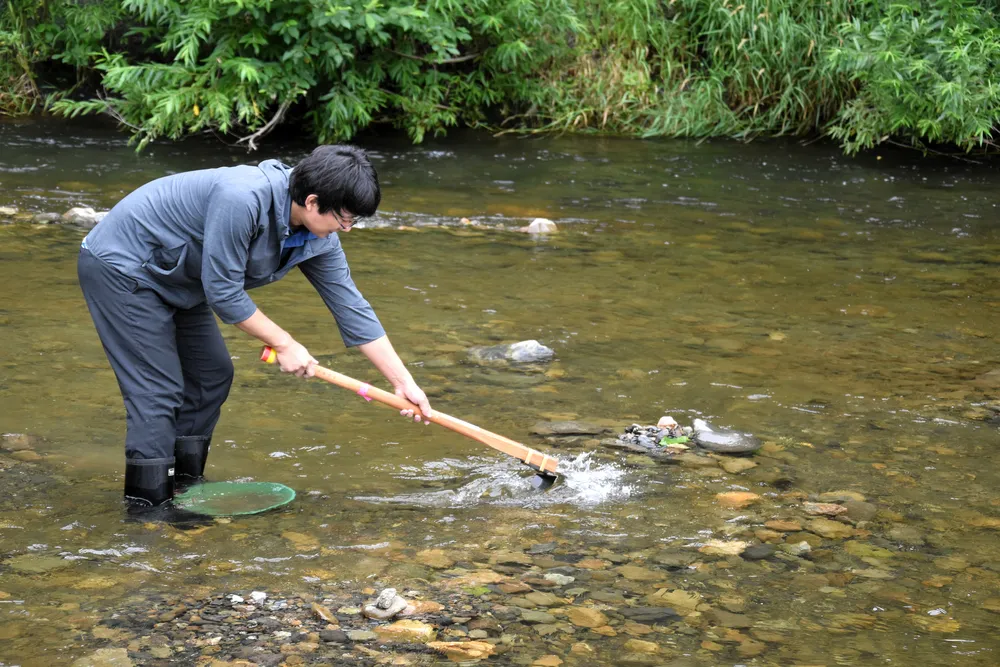 川でザブザブ砂金見つけた！ 中頓別・ペーチャン川で体験始まる：北海道新聞デジタル