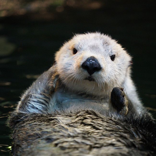 デジタル発＞全国の水族館からラッコが消える 赤ちゃん誕生、霧多布に