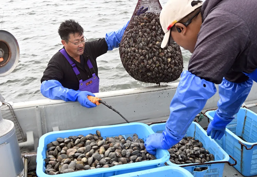 厚岸漁協、アサリ取扱高過去最高 25年度10.3億円、初の10億円超え