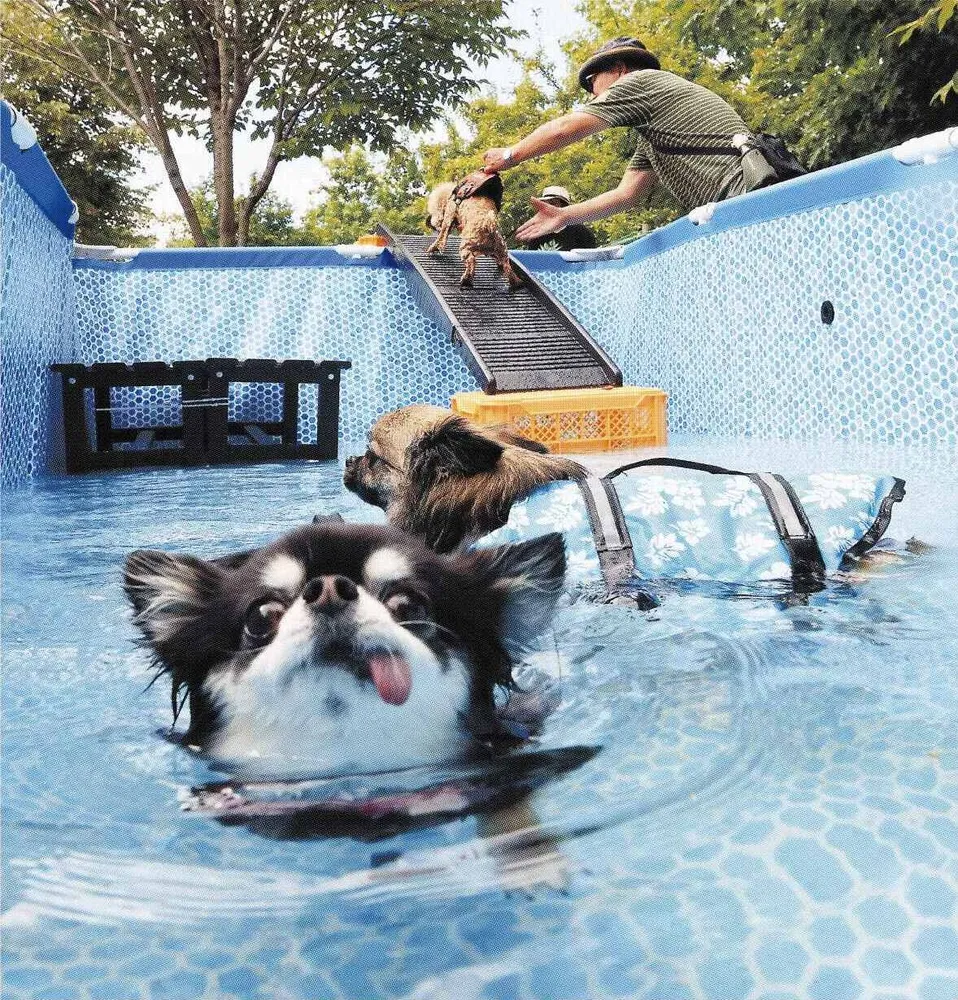 ドッグプール 夏最高 旭川市、27日まで宮前公園に試験開設：北海道新聞