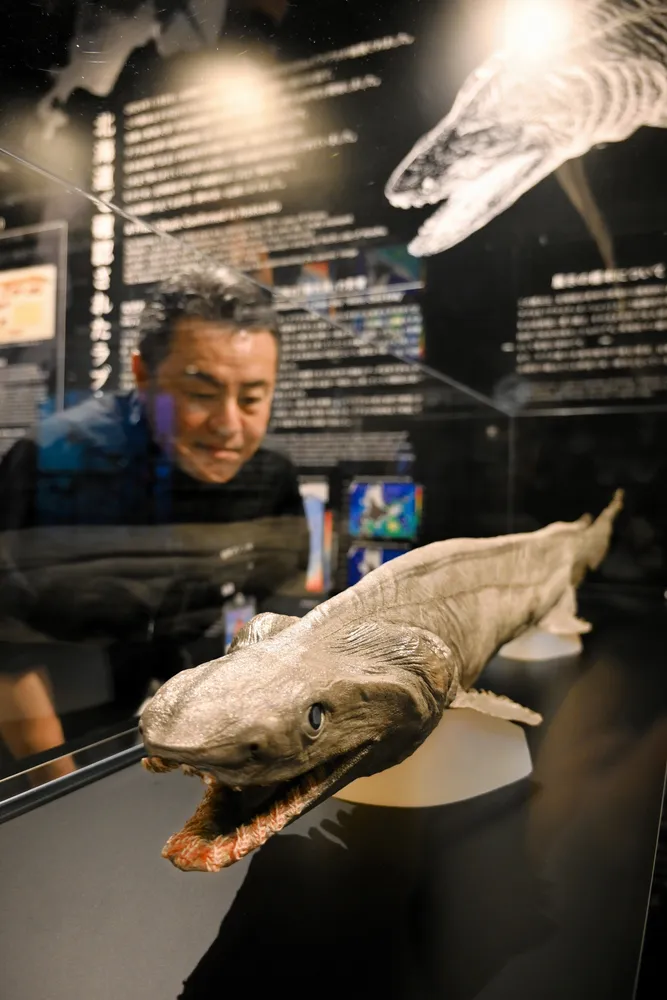 深海ザメ「ラブカ」 登別マリンパークニクスで標本展示 白老沖で捕獲