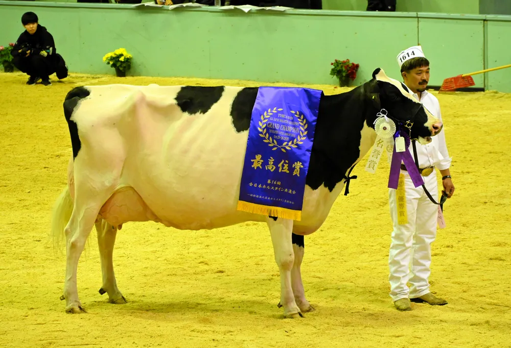 2024 デイリーエキスポ　ソフトシェル　ベスト　帽子　ホルスタイン　共進会 2024 デイリーエキスポ ソフトシェル ベスト 帽子 ホルスタイン 共進会