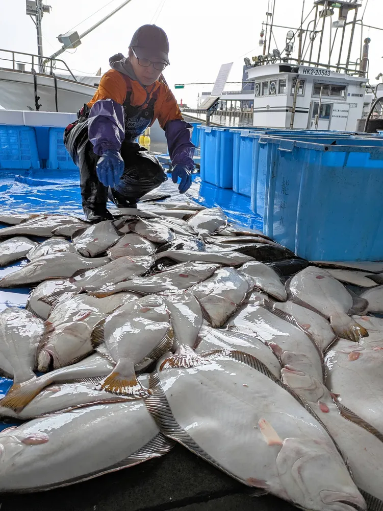 ヒラメやマダラ、次々水揚げ 古平で冬の刺し網漁始まる：北海道新聞