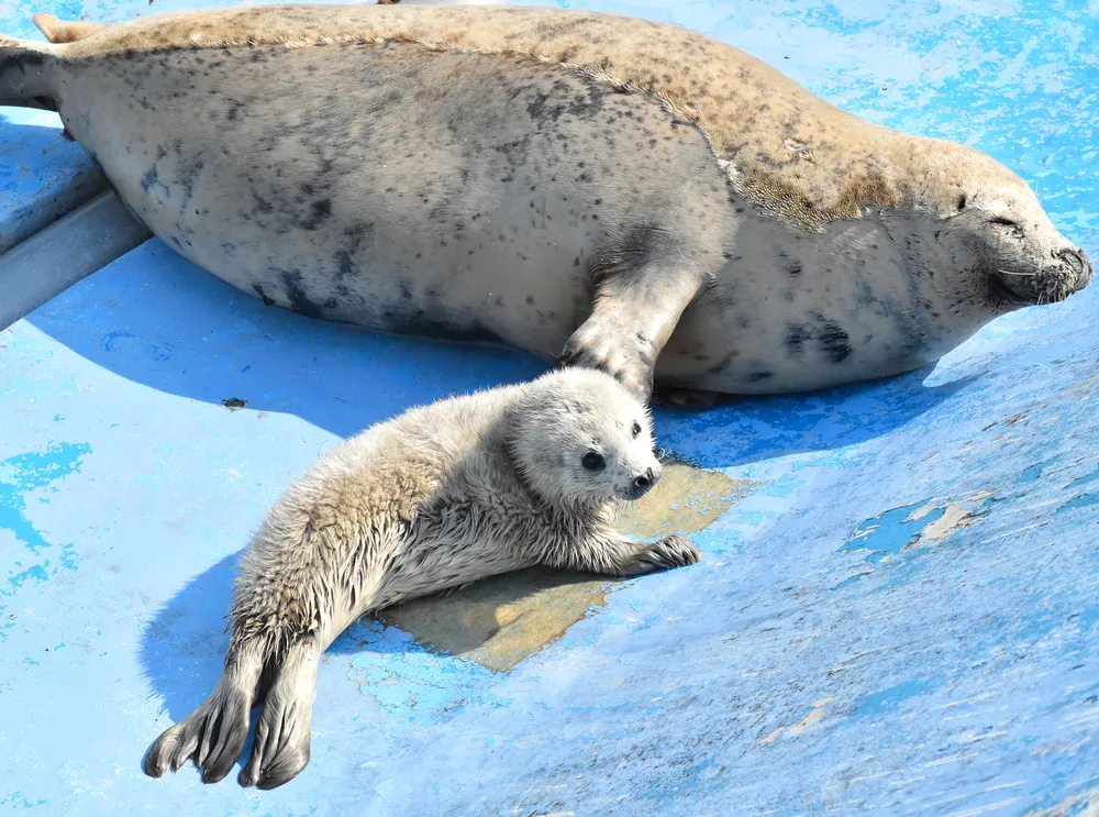 白い子アザラシ、愛くるしく♡ 稚内・ノシャップ水族館に誕生：北海道