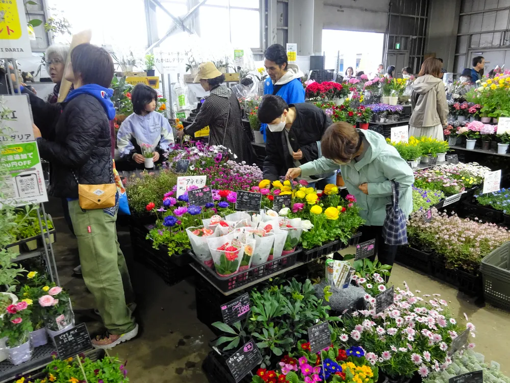 全国の春の花を展示販売～4月11、12日に札幌花き地方卸売市場で