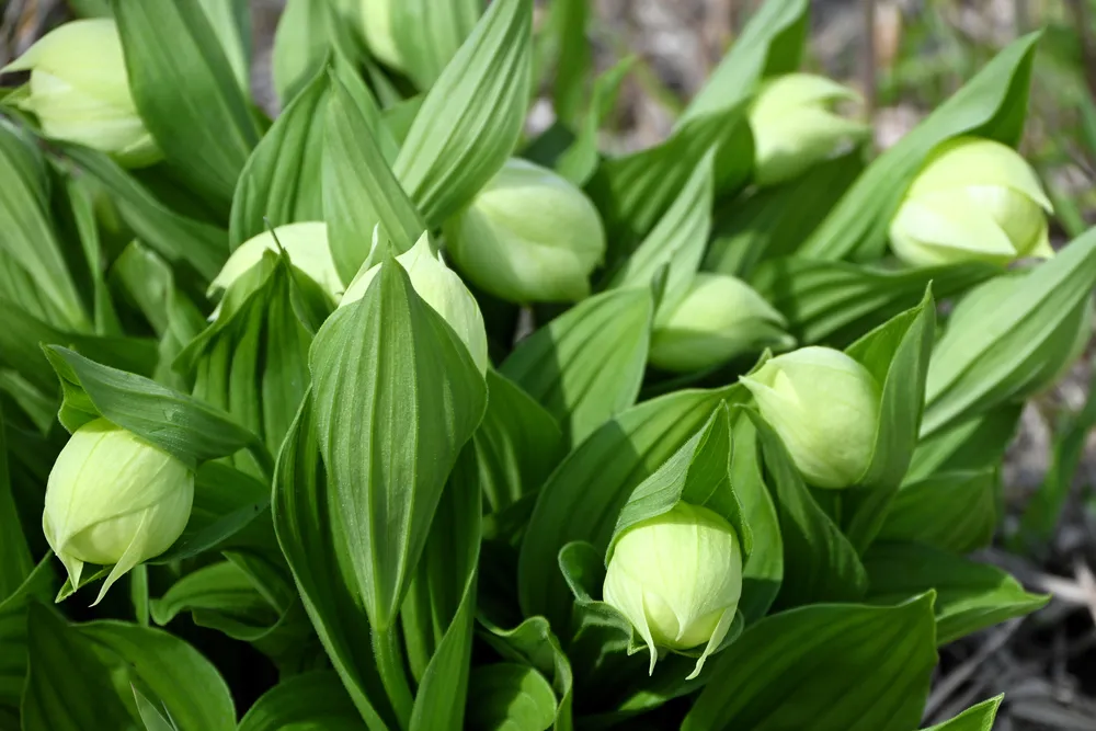 よみがえるレブンアツモリソウ＞㊥ 発芽1割から始まった人工培養 北大