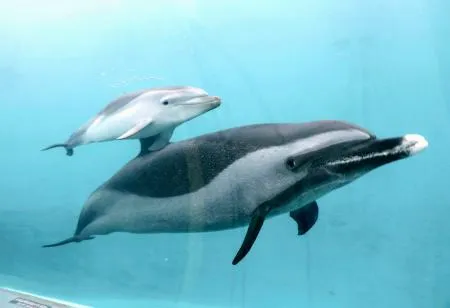 マダライルカの赤ちゃん、公開 和歌山・太地、くじらの博物館：北海道