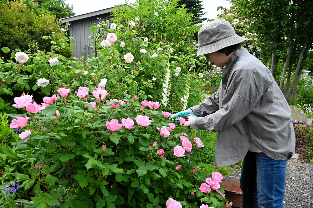 滝川・江部乙でオープンガーデン 21、22日に個人庭園公開：北海道新聞