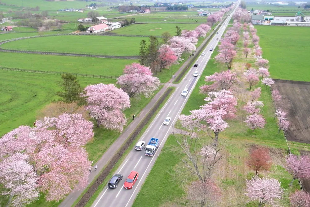 谷岡さんが空撮した二十間道路の桜並木（谷岡さん提供）