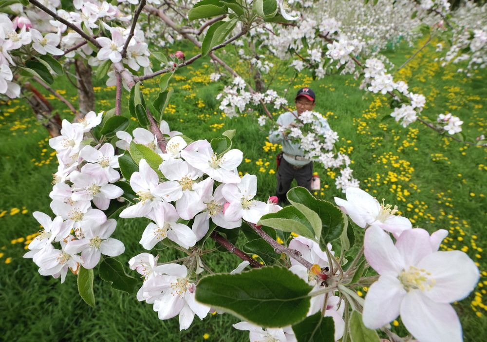 満開のリンゴの花。風に揺れて春の訪れを告げている＝１９日（星野雄飛撮影） 