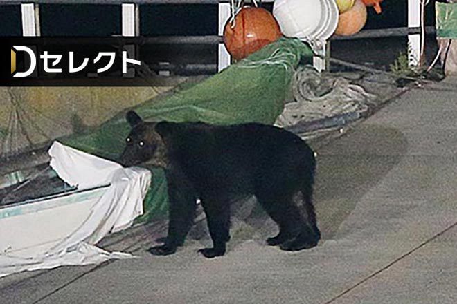 Re: [閒聊] 北海道積丹町獵友會拒絕出動獵熊