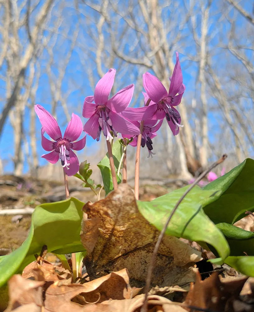 （真作）森はカタクリの花盛り カタクリ開花、春告げる 八雲・わんぱくの森：北海道新聞デジタル