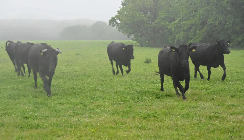 雨の中、放牧場を駆ける牛たち