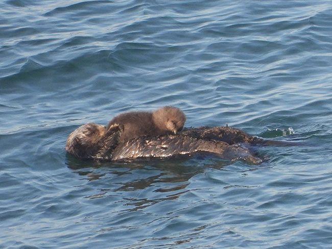 デジタル発＞全国の水族館からラッコが消える 赤ちゃん誕生、霧多布に