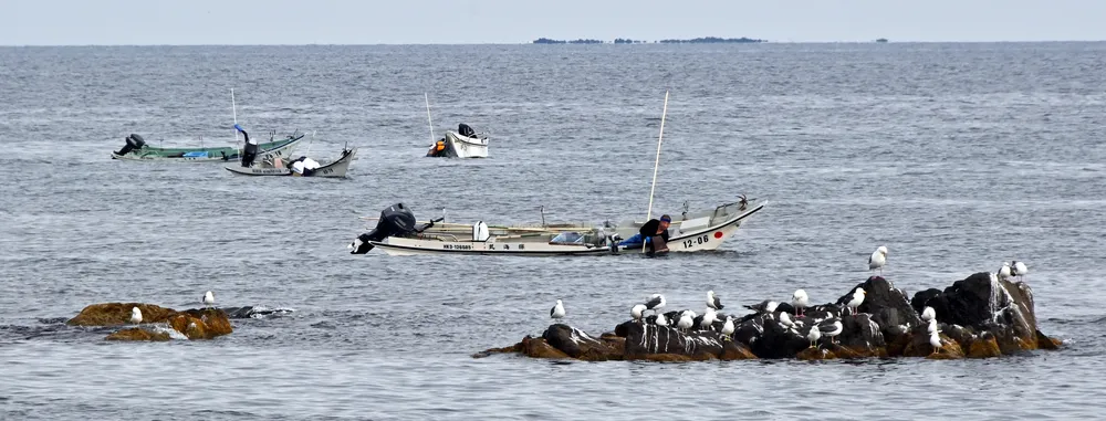 朝日浴び小舟躍動 礼文島ウニ漁最盛期 アザラシも見守る：北海道新聞