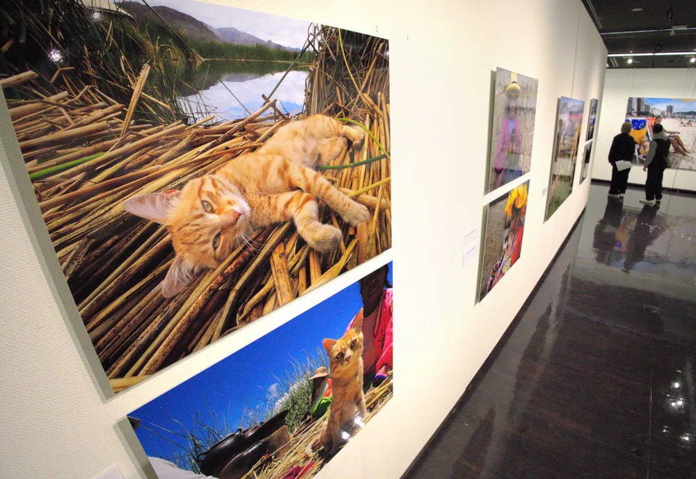 世界のネコ、どんな暮らし？　旭川美術館で岩合さん写真展　6月21日まで