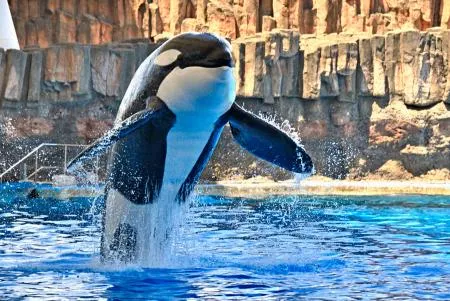 国内最大のシャチ「アース」死ぬ 16歳、名古屋港水族館：北海道新聞