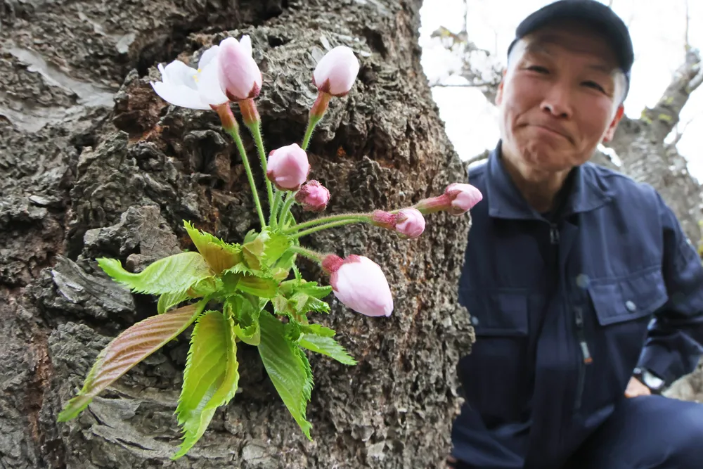 珍しい8輪咲きのサクラが開花 函館・五稜郭公園：北海道新聞デジタル