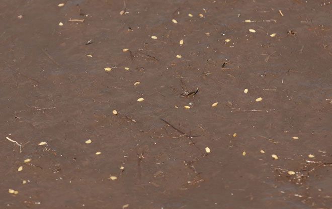 ドローンでまいた種もみ。水田の土壌表面へ均一に分散していた＝５月１３日、深川市