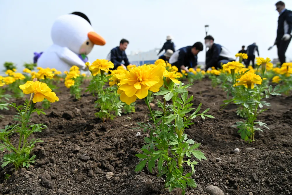 マリーゴールドとベゴニア、港に彩り 苫小牧・キラキラ公園に植栽