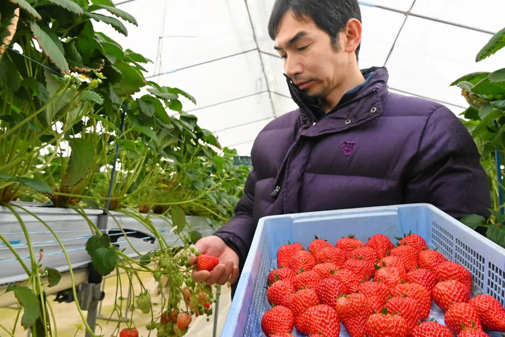 「紅ほっぺ」赤く丸々と　比布で冬イチゴ収穫盛ん